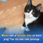 iJe li vam mačka donijela miša na kućni prag? Evo kakvu poruku prenosi. iJe li vam mačka donijela miša na kućni prag? Evo kakvu poruku prenosi. - featured image