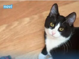 iJe li vam mačka donijela miša na kućni prag? Evo kakvu poruku prenosi. - featured image