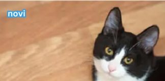 iJe li vam mačka donijela miša na kućni prag? Evo kakvu poruku prenosi. - featured image