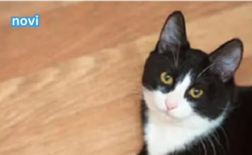 iJe li vam mačka donijela miša na kućni prag? Evo kakvu poruku prenosi. iJe li vam mačka donijela miša na kućni prag? Evo kakvu poruku prenosi. - featured image