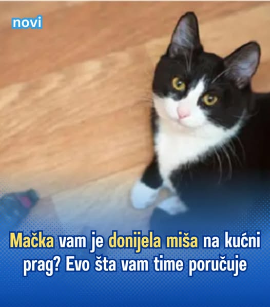 iJe li vam mačka donijela miša na kućni prag? Evo kakvu poruku prenosi. - featured image iJe li vam mačka donijela miša na kućni prag? Evo kakvu poruku prenosi. - featured image