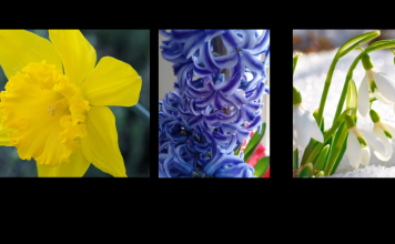 PROLEĆNA PORUKA SUDBINE: ZUMBUL, VISIBABA I NARCIS – ŠTA TE ČEKA U NAREDNA TRI MESECA?