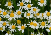 IZABERI CVET I SAZNAJ ISTINU: Sudbina ti šalje poruku za naredne dane!